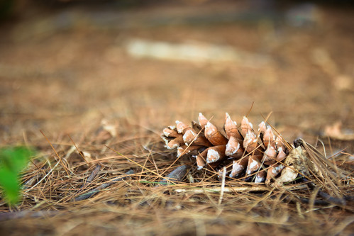 Nature around Rochester, MN | Car Dealership